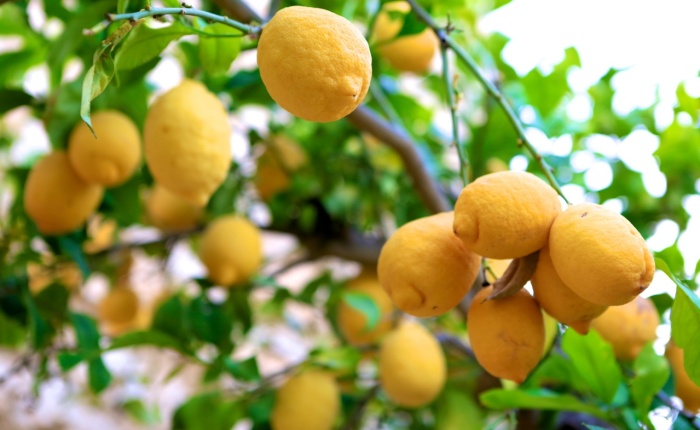 The Revenge of the Lemon Tree